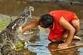 Crocodile farm