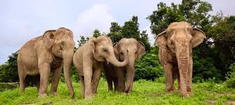 Elephant kingdom sanctuary