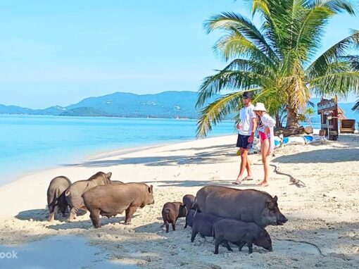 Koh Madsum ( Pig island)