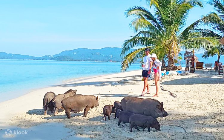 Koh Madsum ( Pig island)