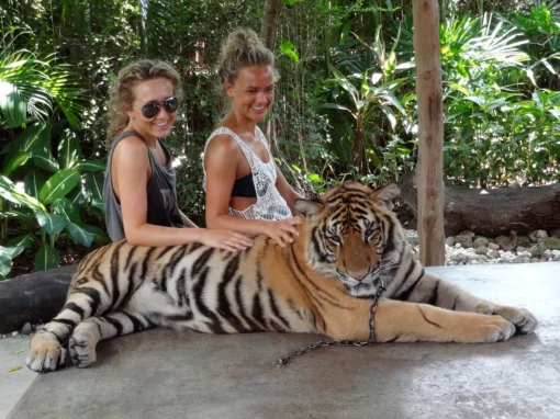 Aquarium and tiger zoo